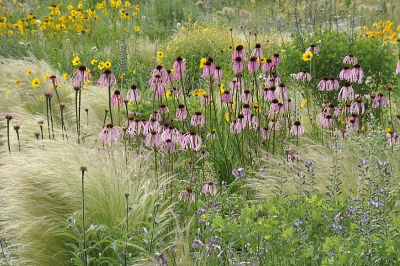 The Italian Branch of The Mediterranean Garden Society